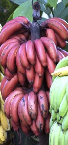 banane